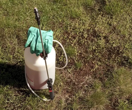 Professional weed control and herbicide spraying service clearing weeds from Bendigo garden beds